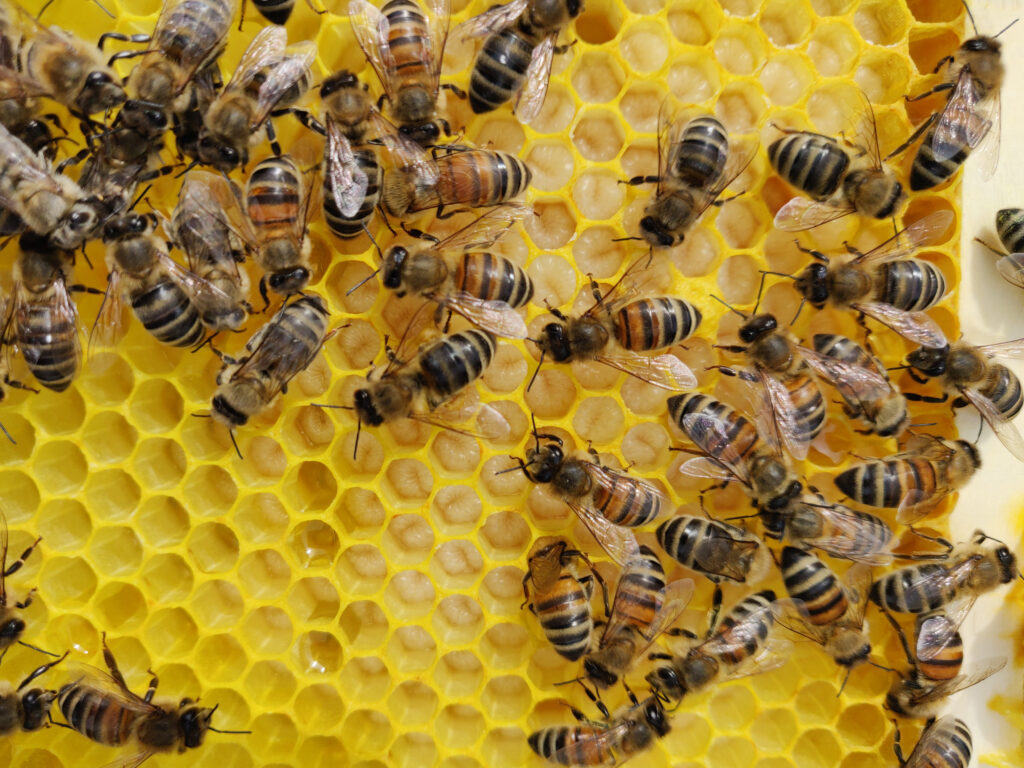 Bienenmaden in den Zellen