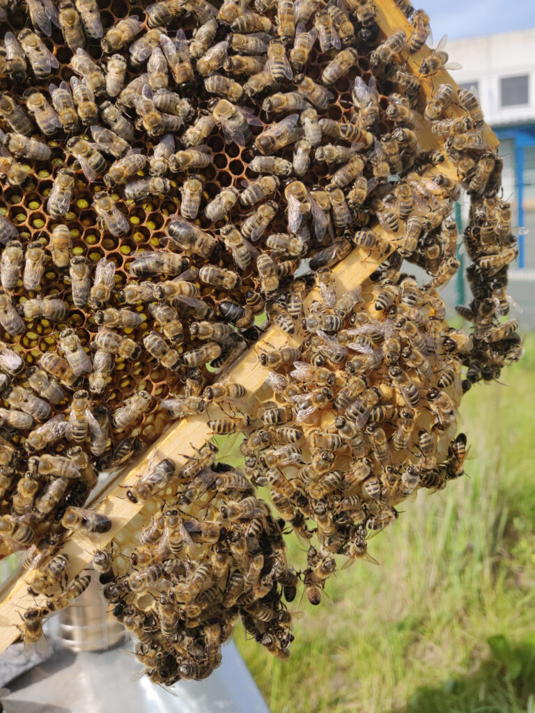 Unterbau mit Bienen