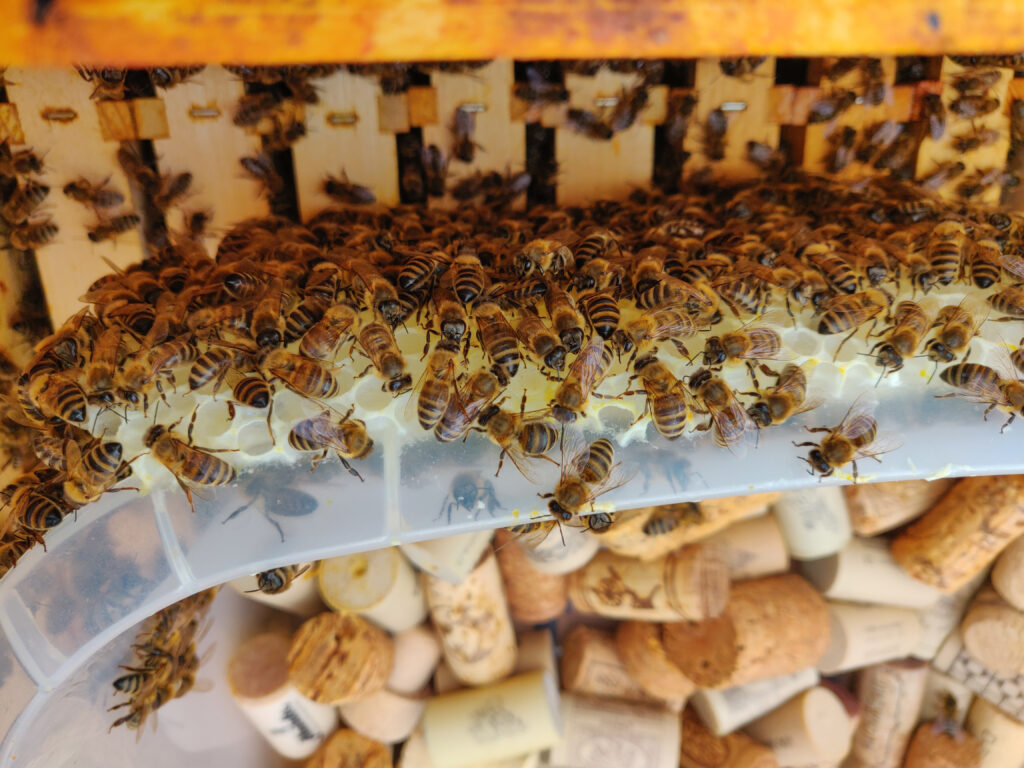 Bienen Fütterung mit Schüssel
