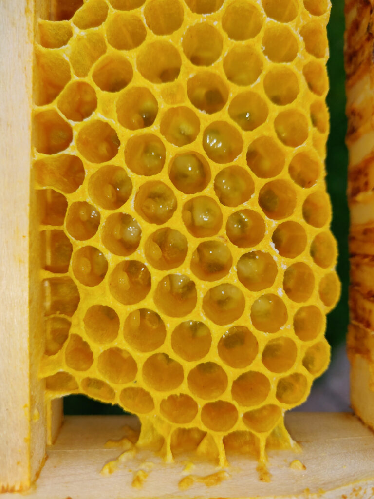 Frisch geschlüpfte Bienenbrut